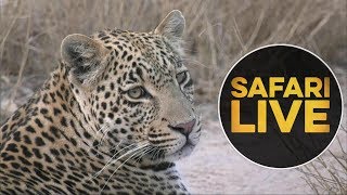 safariLIVE - Sunset Safari - July 14, 2018