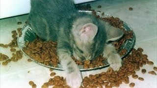 КОТЫ И СОБАКИ 2019 Смешные кошки приколы – смешные коты – Funny Cats 2019 #15