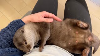 飼い主の膝上だけでこれから生活していくことにしたカワウソ otter that decided to live only on its owner's lap from now on.