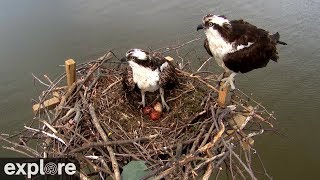 Chesapeake Conservancy Osprey Cam powered by EXPLORE.org