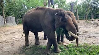 Home Safari – Asian Elephants Sabu and Jati – Cincinnati Zoo