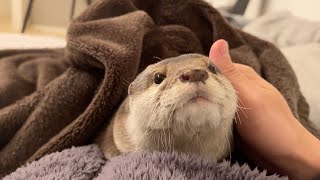 猫に探されているようだが、自分のペースを崩さないカワウソ Otter being searched by cat, but indifferent.