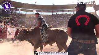 MARATON DE REPAROS Y TORASOS LA HERRADURA Y LOS POTRILLOS EN EL GRULLO JALISCO