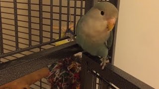lovebird figured out how to open the cage door and go back