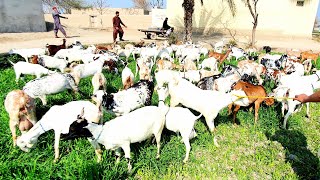 کھڑے کانوں والی ٹیڈی بکریاں دو سے تین عدد بچے دینے والی بکریاں