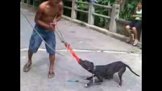dolve - treinamento do Pit bull