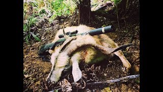Massive Whitetail New Zealand Goat culling