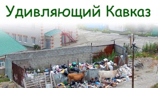 Это неправильные коровы! / These are the wrong cows!