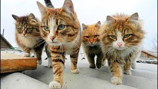 CAT GANG gang of cats
