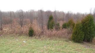 bradford pear before