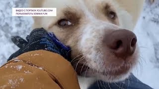 Волонтер из Нижневартовска спас собачью семью от смерти на морозе