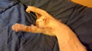 Хозяин будит кошку на работу