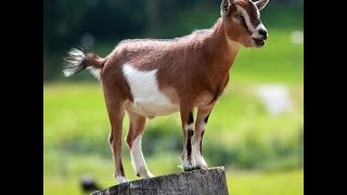 Goat Lick