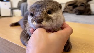 撫でられる猫に嫉妬して取り返すカワウソ An otter jealous of a cat being stroked
