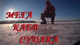 СУДАК ПО ПЕРВОМУ ЛЬДУ. Fishing for walleye on live bait in winter