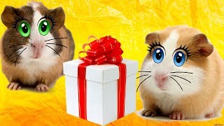 ГОВОРЯЩИЕ МОРСКИЕ СВИНКИ КАК КОТ МАЛЫШ И КОШКА МУРКА. ЖЕЛЕРКА