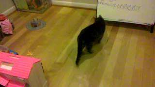 Cats & the RoboMaid