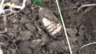 Metal Detecting SC Lowcountry