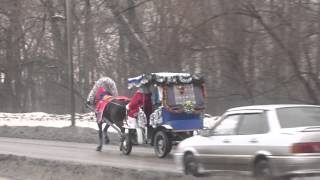Гужевой транспорт или лошадь на догорах Новокузнецка