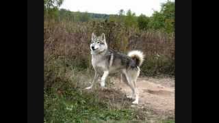 Все породы собак.Волкособ (Wolf Hybrid)