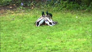 Mallard Ducks fighting to mate with female