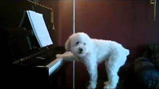 Собака играет на пианино и поет /  The dog plays the piano and sings