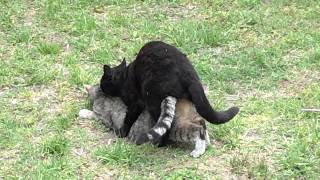 Sex cat :P