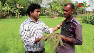 ১০০ দিনে খরচের ৩ গুন লাভ- বিনা মসুর -০৮ চাষ করুন-বুদ্ধি খাটান