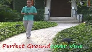 *English Ivy Vine* +Fast Growing Ground Cover+Privacy Vine+