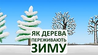 Як дерева переживають зиму [MinuteEarth]