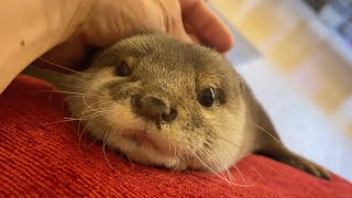 それぞれ二人に撫でられ満足げなカワウソと猫 The otter and the cat are happy to be petted by the two of them.