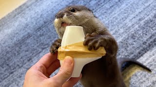 カワウソのお気に入り＋お気に入りを組み合わせて最強のグッズを作った！I combined my otter favorites with each other to make some goodies