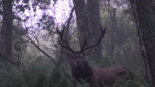 Red stag hunt during the rut, http://www.jagt-polen.dk, HUNTINGPOL-the best hunt in Poland