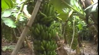 Tissue Culture Banana G9 of Sun Agrigenetics Pvt.ltd.India