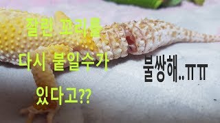 도마뱀 꼬리가 잘려버리다? 다시 붙이는 방법을 알아보자!