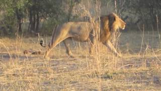 Linyanti lion continues to search for his brother