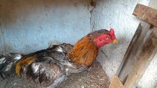 Galos da cocheira
