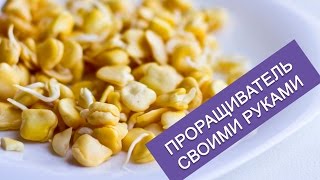 Удобный и дешёвый проращиватель своими руками.