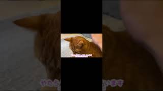撫でられる猫に嫉妬して取り返すカワウソ An otter jealous of a cat being stroked #shorts