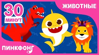 Песенки 2021 | Динозавры Акулы и Животеые | Пинкфонг Песни для Детей