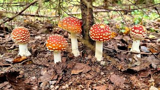 Сначала я ходила за грибами, потом они за мной. Шуршим по лесу, кошмарим местных
