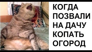 Лютые приколы. Мама позвала на дачу копать огород