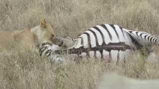 Amazing footage of a lion kill