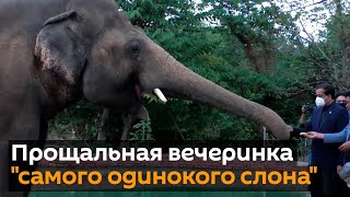 Слона отправляют в дикую природу он провел в неволе 35 лет
