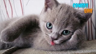 9 интересных фактов о КОШКАХ, которые должен знать КАЖДЫЙ!