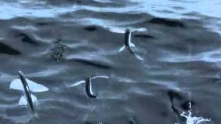 летучие рыбы (Flying fish)