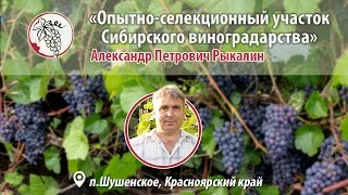 Урожай винграда в Сибири. Александр Рыкалин 2015.