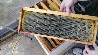 Honey Harvest 2018