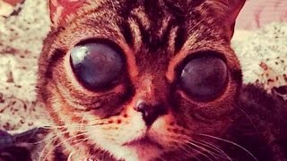САМЫЕ НЕОБЫЧНЫЕ ДОМАШНИЕ ЖИВОТНЫЕ