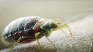 The Terror of a Bed-Bug Infestation | Pest Controllers in Action